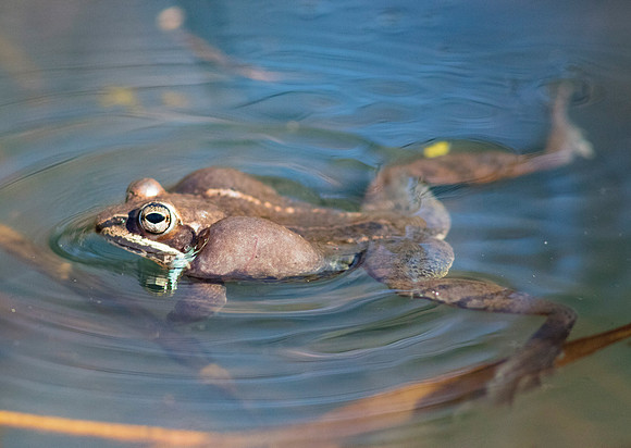 Wood Frog, Rana sylvatica, vocalizing, Wayne County, Ohio, March 23, 2019