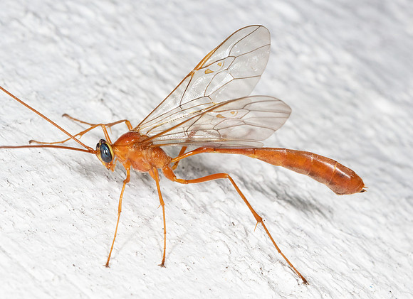 Ichneumon Wasp, Enicospilus purgatus, Franklin County, Ohio, August 11, 2020