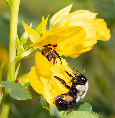 Bumble Bee, Bombus ssp., at partridge pea flower, Franklin County, Ohio, July 27, 2021 (19)