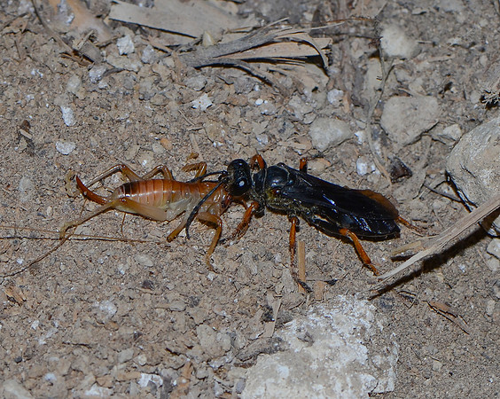 Katydid Wasp, Sphex nudus, with Carolina Leafroller Cricket, Adams County,, Ohio, August 27, 2011