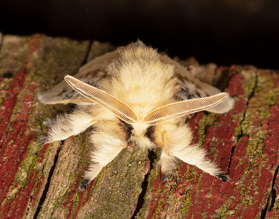 Black-waved Flannel Moth, Megalopyge crispata, Washington County, Ohio, June 20, 2020