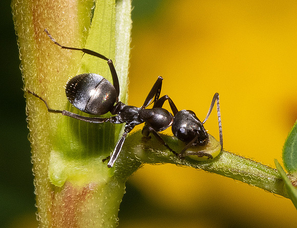Ant, at Partridge Pea, Chamaecrista fascicularis, extrafloral nectary, Franklin County, Ohio, July 27, 2021 (21)