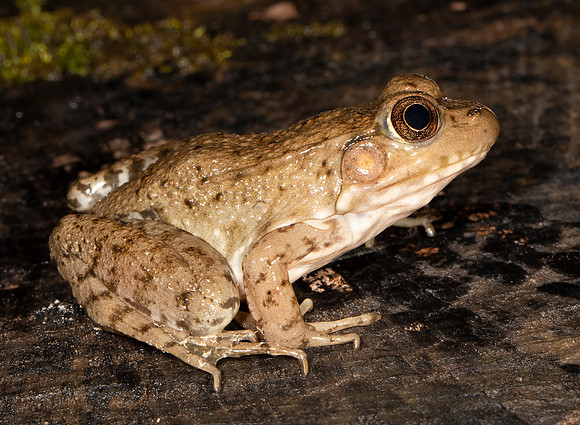 Green Frog, Lithobates clamitans, Delaware County, Ohio, March 11, 2021