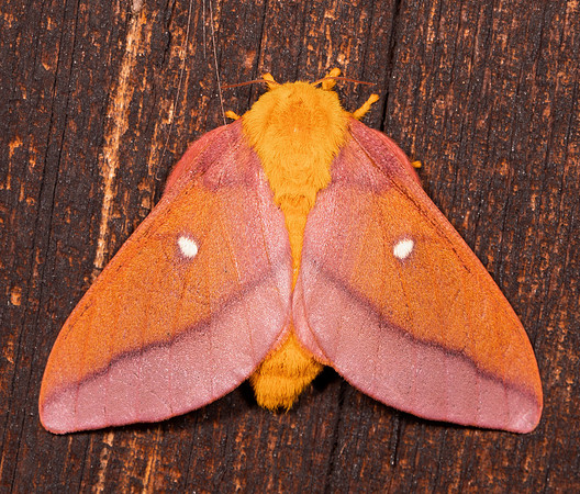 Pink-striped Oakworm Moth, Anisota virginiensis, Highland County, Ohio, June 26, 2021 (16) copy