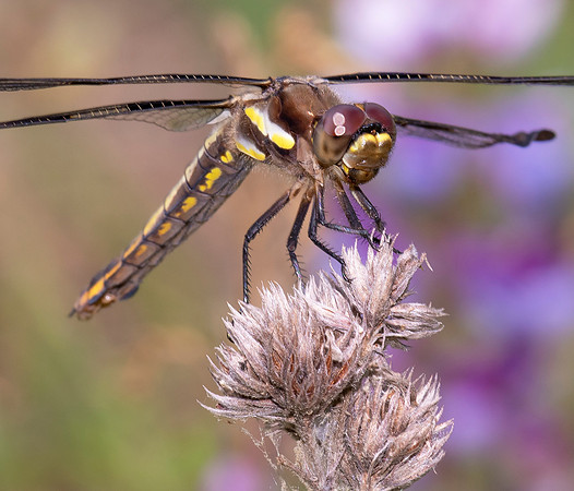 Twelve-spotted Skimmer, Libellula pulchella, Lucas County, Ohio, June 10, 2021 (17) copy