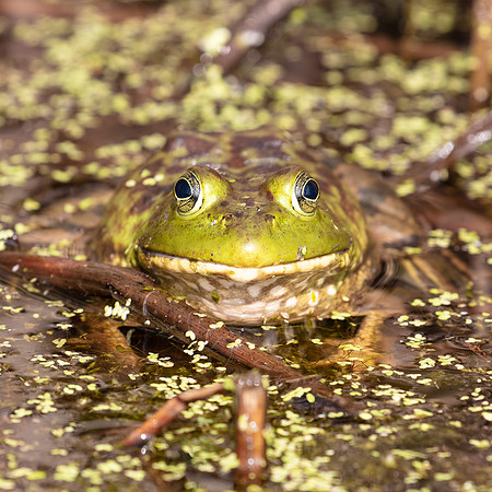 Bullfrog, Lithobates catesbeiana, Franklin County, Ohio, August 20, 2017 (22)