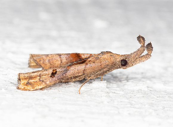 Dark-spotted Palthis, Palthis angulalis, Franklin County, Ohio, August 16, 2020