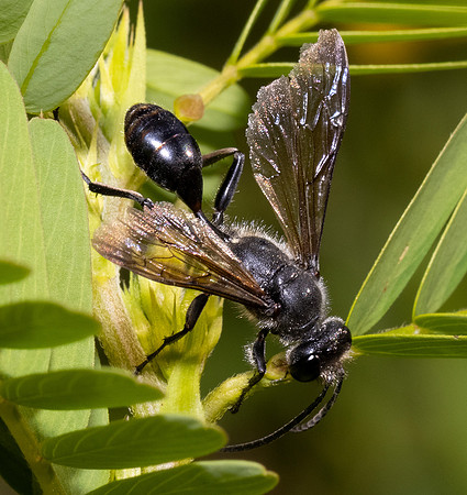 Mexican Grass-carrying Wasp, Isodontia mexicana, Franklin County, Ohio, July 27, 2021 (20) copy