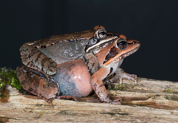 Wood Frog, Lithobates sylvatica, in amplexus, Adams County, Ohio, March 1, 2019