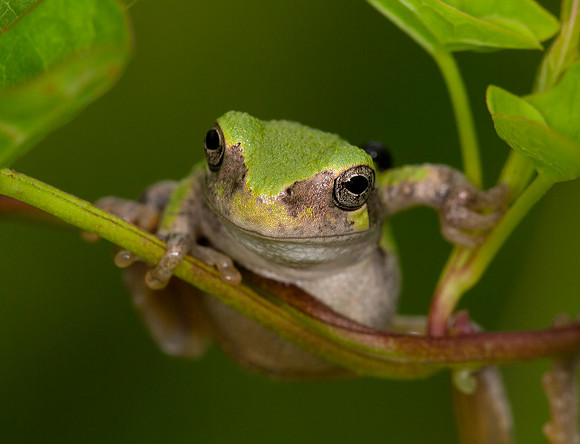 Gray Treefrog, Hyla versicolor, Champaign County, Ohio, August 9, 2015