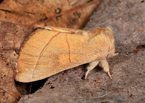 White-dotted Prominent Moth, Nadata gibbosa, Highland County, Ohio, July 17, 2020