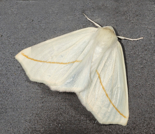 White Slantline, Tetracis cachexiata, West Virginia, May 5, 2019