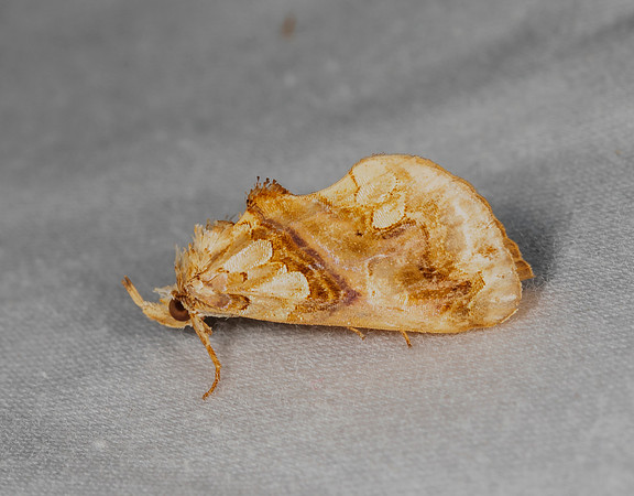 Moonseed Moth, Plusiodonta compressipalpis, Delaware County, Ohio, August 30, 2020