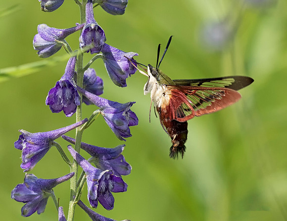 Hummingbird Clearwing, Hemaris thysbe, on Delphinium exaltatum, Clark County, Ohio, July 15, 2018