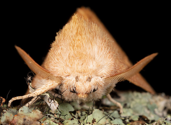 White-dotted Prominent, Nadata gibbosa, Highland County, Ohio, August 8, 2020