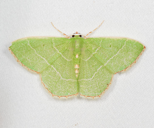 Red-fringed Emerald, Nemoria bistriaria, Crawford County, Ohio, July 7, 2020