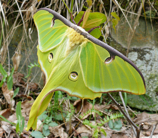 Luna Moth, Actias luna, Scioto County, Ohio, April 29, 2011