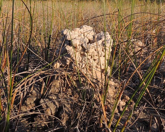 Crayfish burrow, Presque Isle County, Michigan, May 19, 2012 (212)