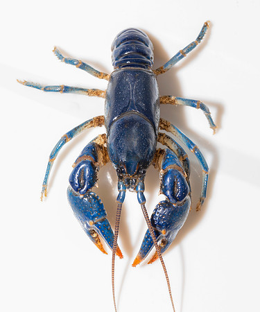 Blue Crayfish, Cambarus monongalensis, from Monroe County, Ohio, May 26, 2020