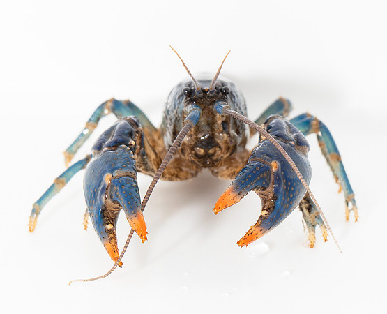 Blue Crayfish, Cambarus monongalensis, from Monroe Co., OH, collected May 19, 2020. Specimen in captivity
