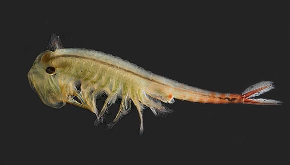 Fairy Shrimp, Eubranchipus spp., Adams County, Ohio, March 1, 2019