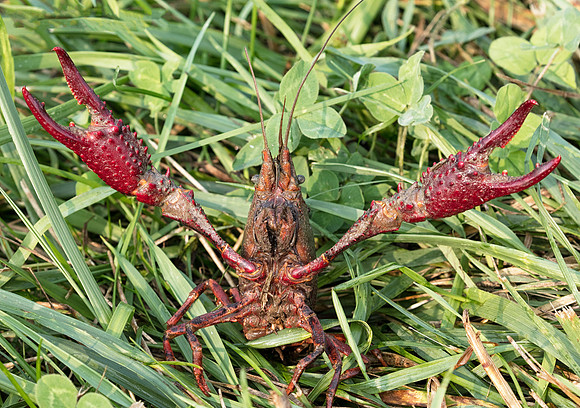 Red Swamp Crayfish, Procambarus clarkii, Sandusky County, Ohio, August 19, 2018