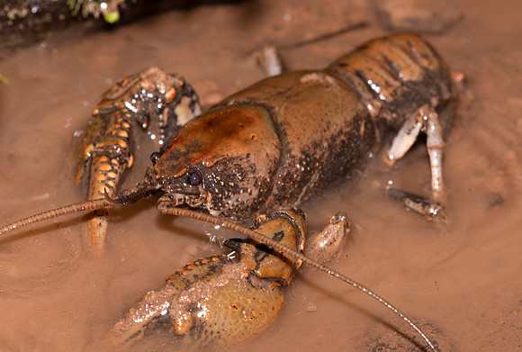 Appalachian Brook Crayfish, Cambarus bartonii ssp.  cavatus, Hocking County, Ohio, April 11, 2021 (32)