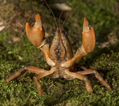 Little Brown Mudbug, Lacunicambarus thomai, Franklin County, Ohio, July 24, 2019