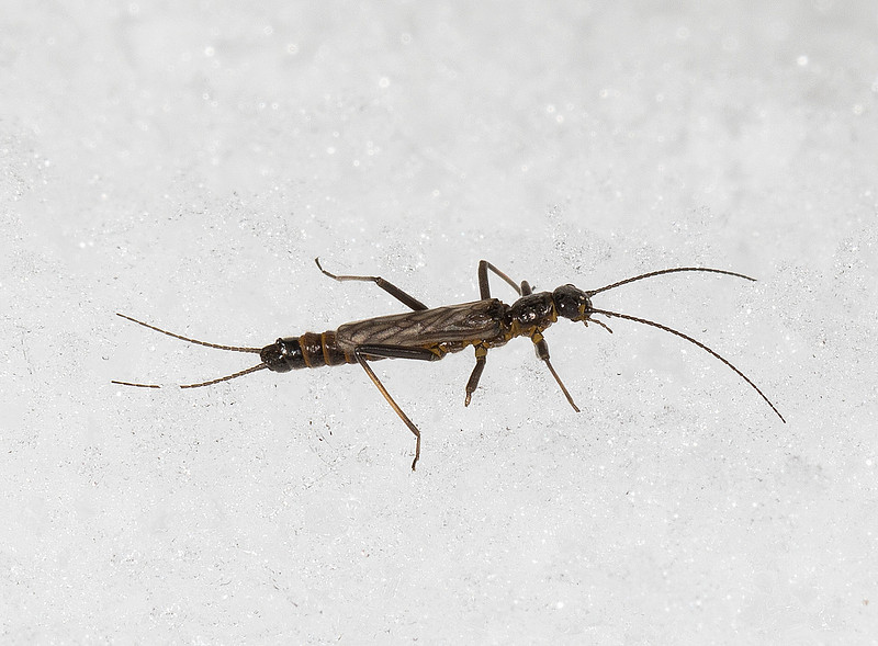 Jim McCormac Photography | Insects