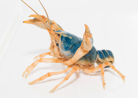 Linear Cobalt Crayfish, Cambarus gentryi, OSU - Mael Glon collection, Franklin Co., OH July 31, 2019 (8)