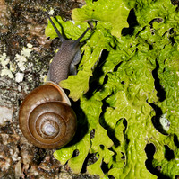 Eastern Whitelip Snail, Neohelix albolabris, on Lobaria pulmonaria, Great Smoky Mountains, Tennessee, May 20, 2020