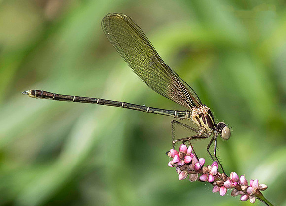 American Rubyspot, Hetaerina americana, Highland County, Ohio, July 13, 2018