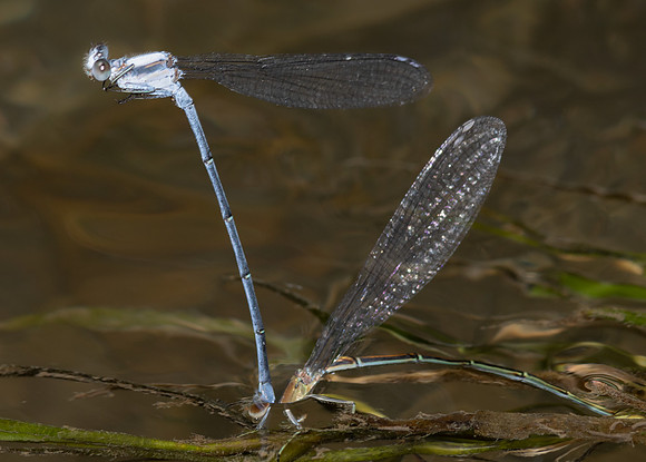 Powdered Dancer, Argia moesta, Fayette County., Ohio, July 30, 2018