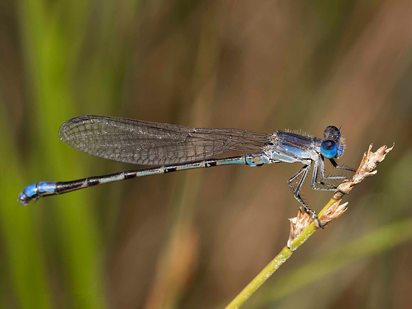Paiute Dancer, Argia alberta, Champaign County, Ohio, June 20, 2019