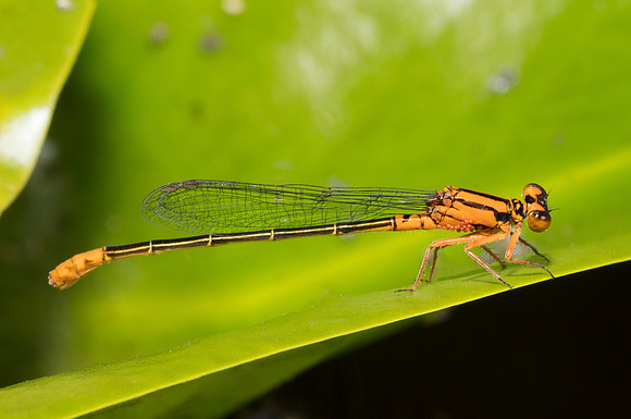 Lilypad Forktail, Ischnura kellicotti, Fairfield Co., OH August 27, 2018 (3)