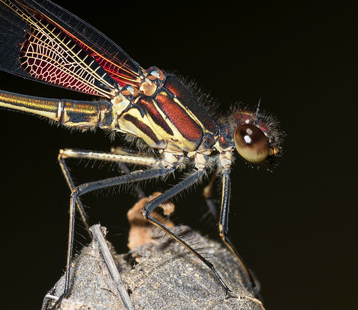 American Rubyspot, Hetaerina americana. Ross County, OH June 30, 2019
