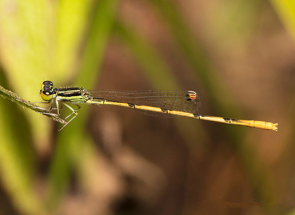 Citrine Forktail, Ischnura hastata, Pike County, Ohio, September 26, 2018