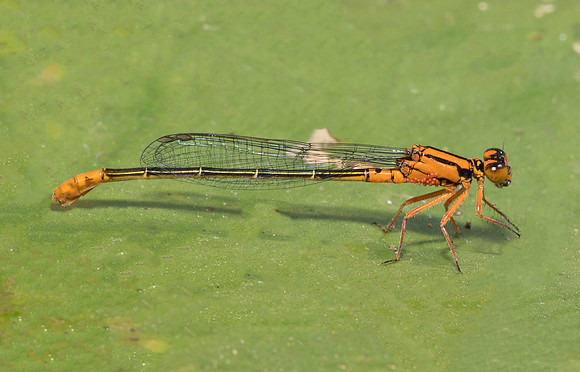Lilypad Forktail, Ischnura kellicotti, Fairfield Co., OH August 27, 2018 (4)