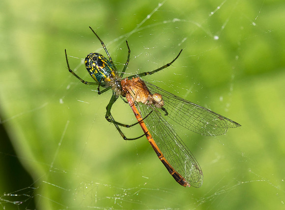 Eastern Red Damsel, captured by orchard spider, Champaign County, Ohio, June 2, 2019