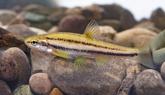 Southern Redbelly Dace, Chrosomus erythrogaster, Scioto County, Ohio, April 16, 2019