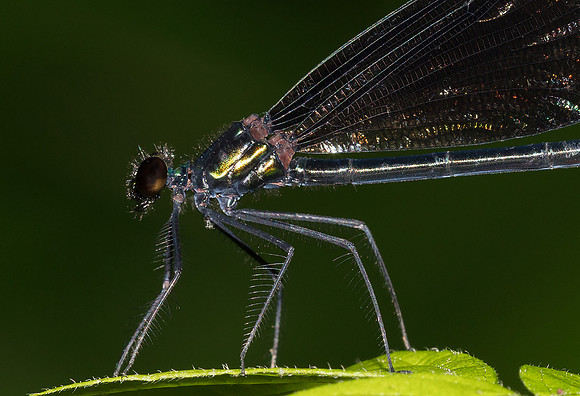 Ebony Jewelwing, Calopteryx maculata, Scioto County, Ohio, June 16, 2019