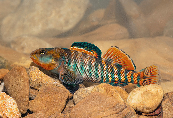 Rainbow Darter, Etheostoma caeruleum, Scioto County, Ohio, April 16, 2019