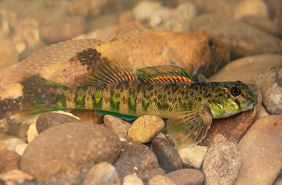 Greenside Darter, Etheostoma blennioides, Mottled Sculpin in back, Scioto County, Ohio, May 25, 2020