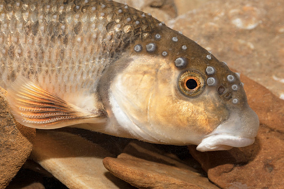 Stoneroller, Campostoma anomalum, with breeding tubercles, Scioto County, Ohio, April 16, 2019