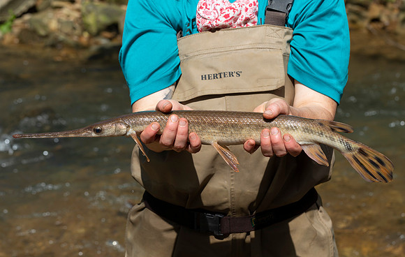 Longnose Gar, Episosteus osseus, Scioto County, Ohio, May 25, 2020 (3)
