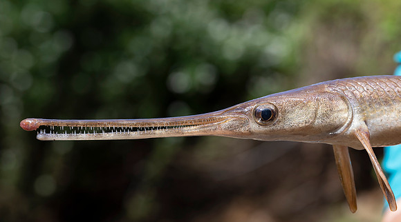 Longnose Gar, Episosteus osseus, Scioto County, Ohio, May 25, 2020 (2)