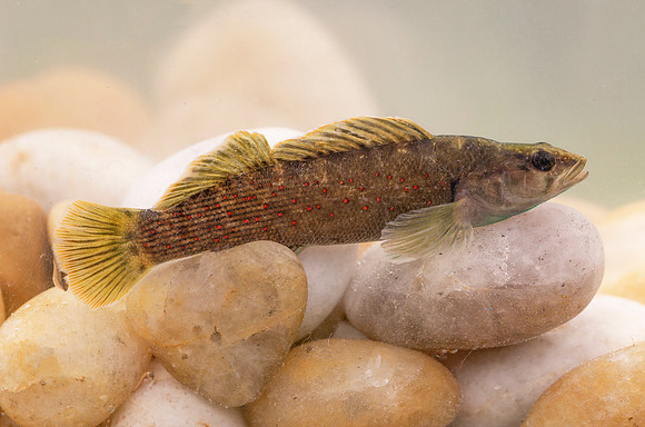 Spotted Darter, Etheostoma maculatum, Madison County, Ohio, April 18, 2015