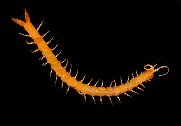 Centipede, Theatops posticus, Washington County, Ohio, June 20, 2020