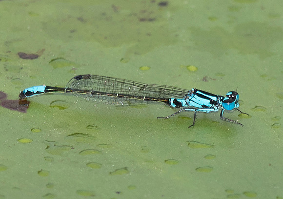 Lilypad Forktail, Ischnura kellicotti, Fairfield Co., OH August 16, 2018