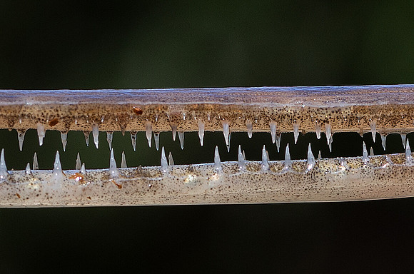 Longnose Gar, Episosteus osseus, Scioto County, Ohio, May 25, 2020